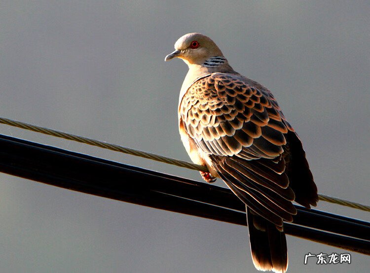 斑鸠在家筑巢风水学 斑鸠的风水