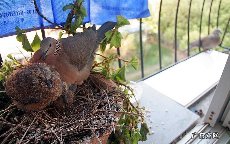 斑鸠在家筑巢风水学 斑鸠的风水
