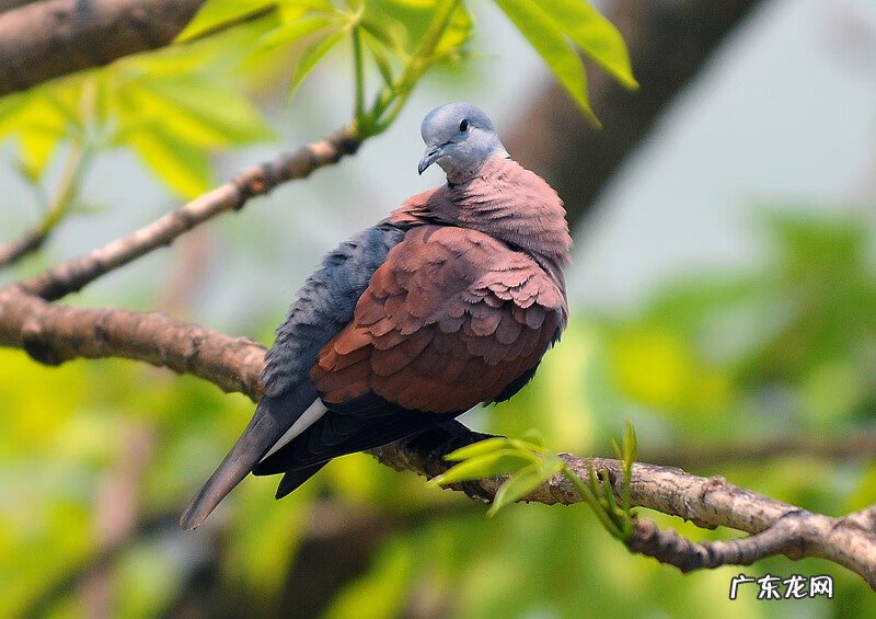 斑鸠在家筑巢风水学 斑鸠的风水