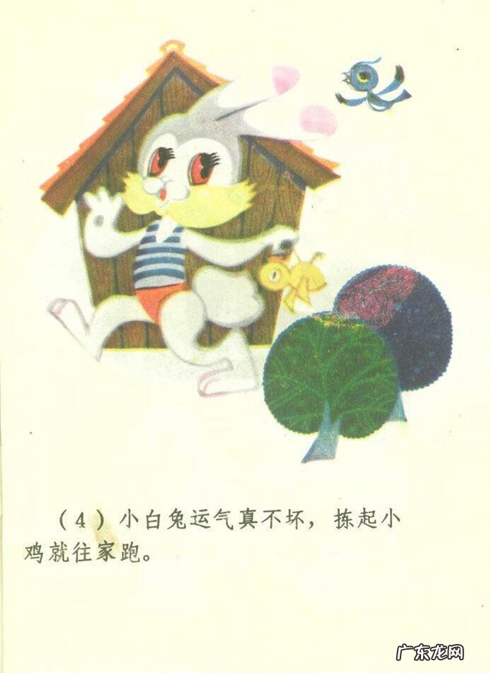 小白兔图片高清图片 小白兔图片彩色