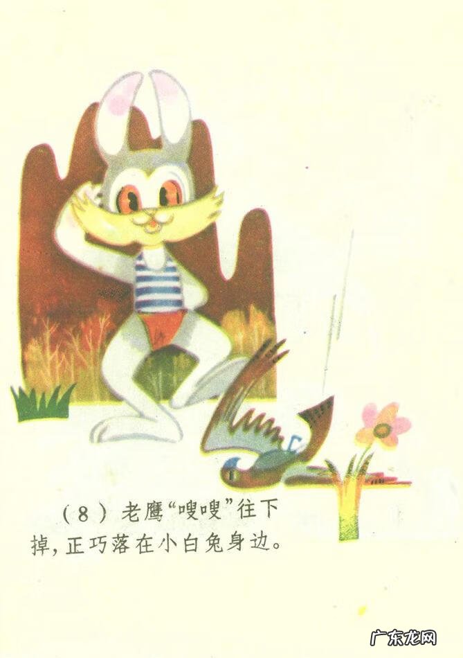 小白兔图片高清图片 小白兔图片彩色