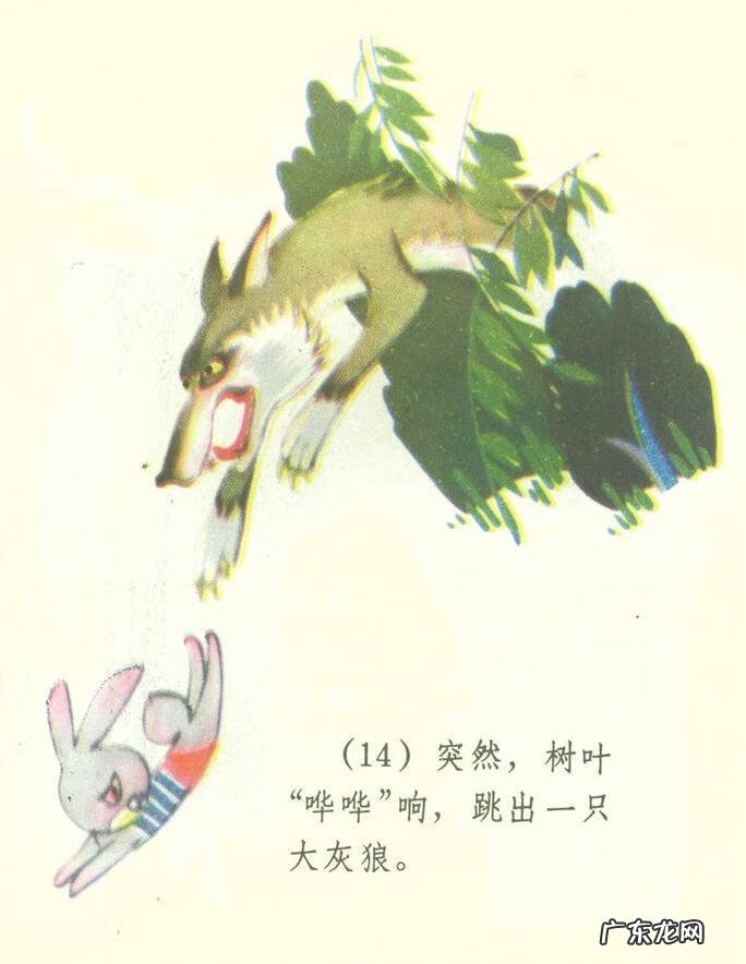 小白兔图片高清图片 小白兔图片彩色