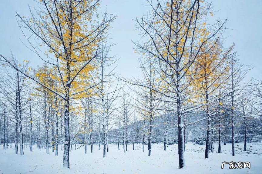 关于冬雪的诗句古诗 描写冬季雪的诗句