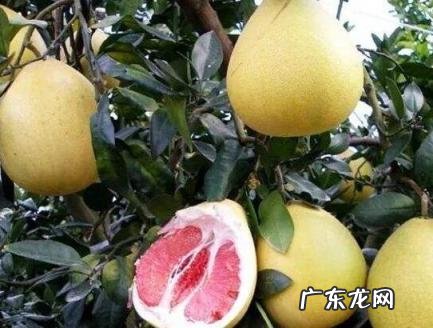 柚子有哪几种颜色 柚子有哪几种颜色的