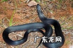 男人梦见黑色蛇 梦见黑蛇是什么预兆 女性