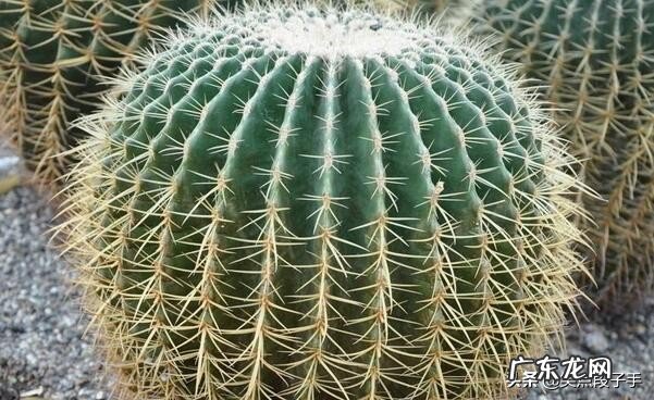 如何让仙人球金琥早点开花?