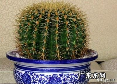 如何让仙人球金琥早点开花?