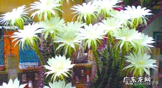 如何让仙人球金琥早点开花?