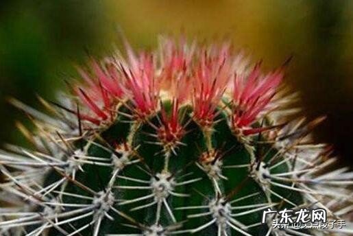 如何让仙人球金琥早点开花?