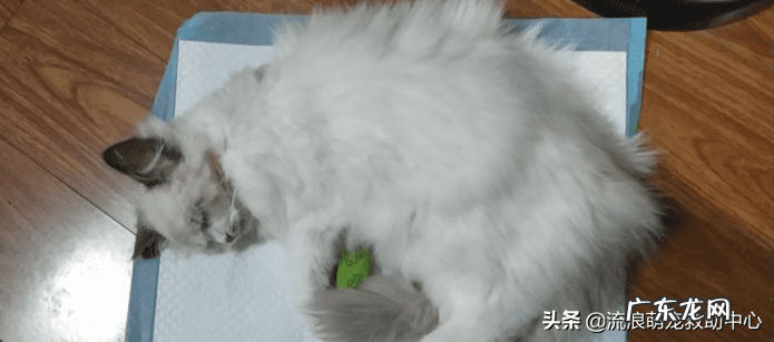 交易猫卖家被申诉 12315可以投诉交易猫吗