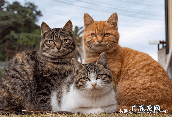 交易猫卖家被申诉 12315可以投诉交易猫吗