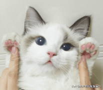 交易猫卖家被申诉 12315可以投诉交易猫吗