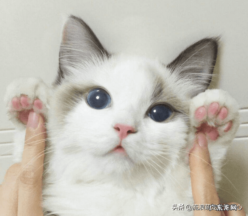 交易猫卖家被申诉 12315可以投诉交易猫吗