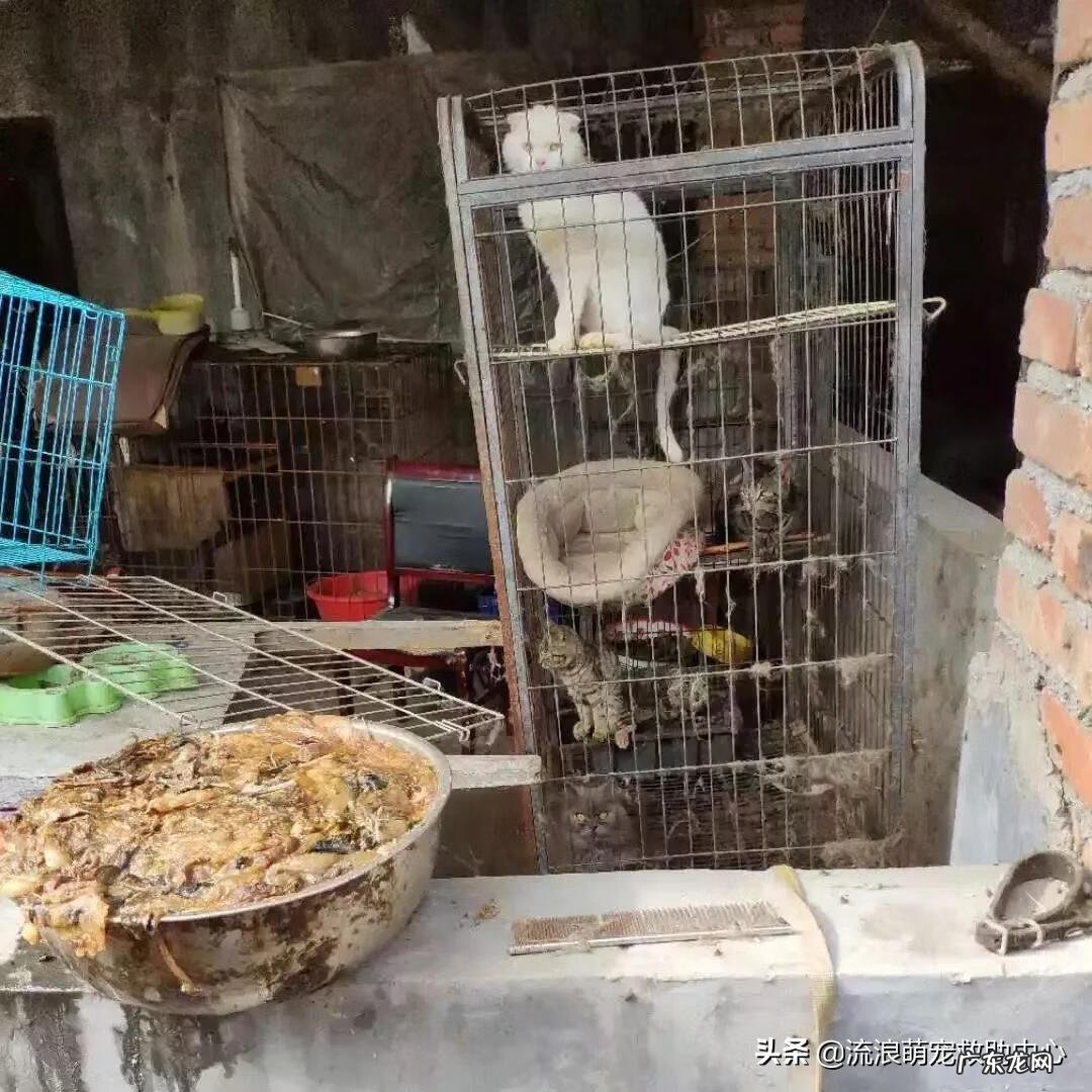 交易猫卖家被申诉 12315可以投诉交易猫吗