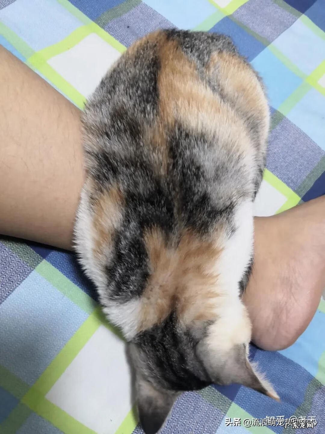 交易猫卖家被申诉 12315可以投诉交易猫吗