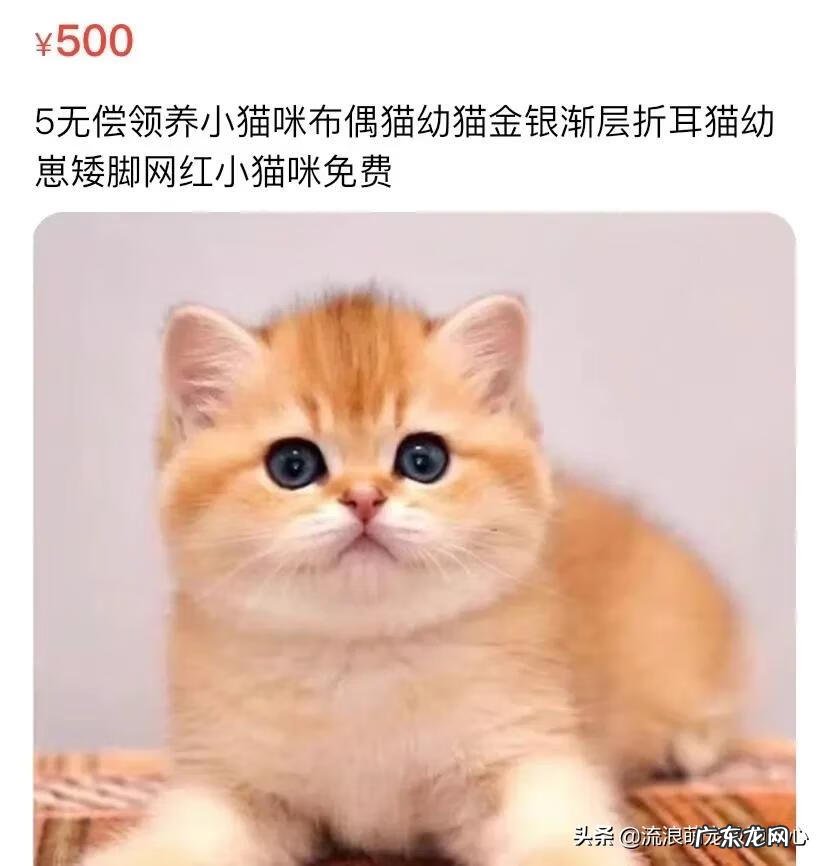 交易猫卖家被申诉 12315可以投诉交易猫吗