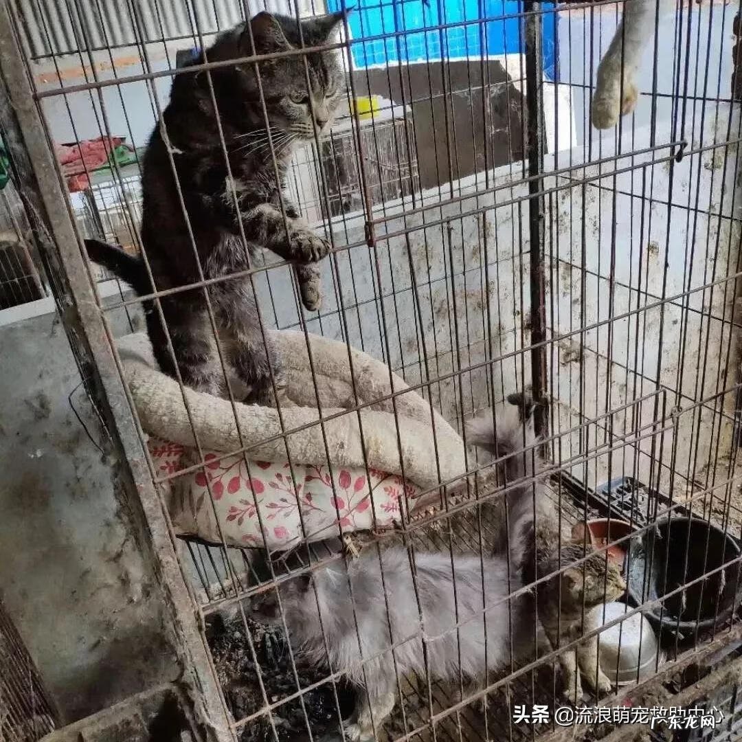 交易猫卖家被申诉 12315可以投诉交易猫吗