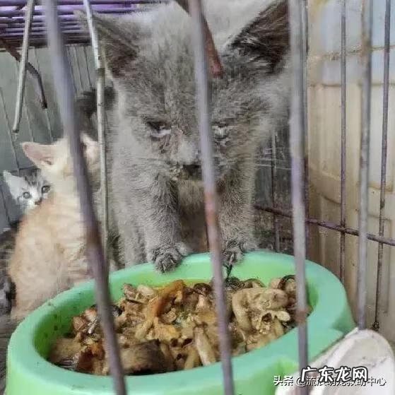 交易猫卖家被申诉 12315可以投诉交易猫吗