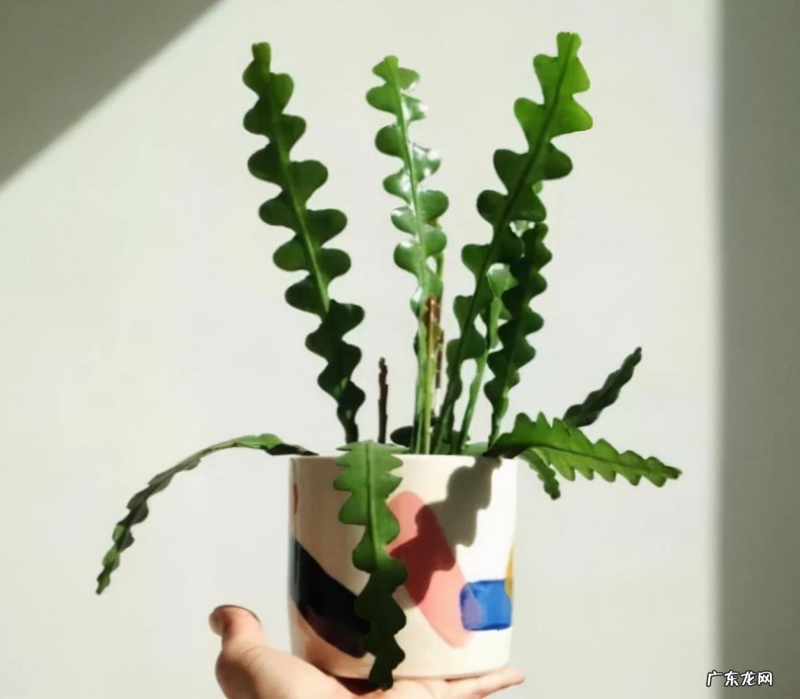 鱼骨令箭的繁殖 稀奇的盆栽植物