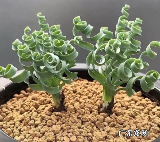 鱼骨令箭的繁殖 稀奇的盆栽植物