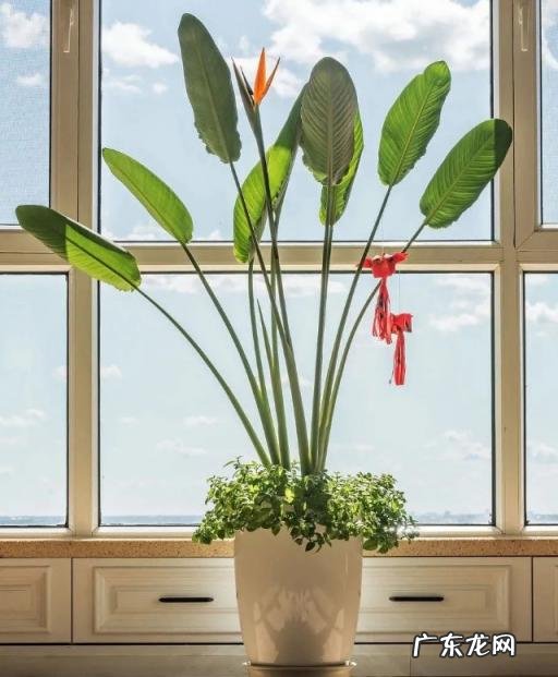 鱼骨令箭的繁殖 稀奇的盆栽植物