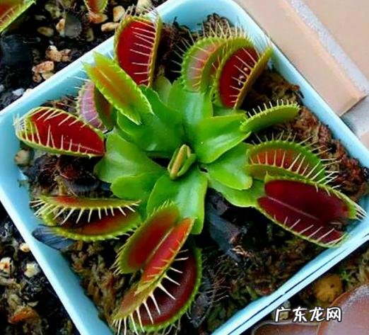 鱼骨令箭的繁殖 稀奇的盆栽植物