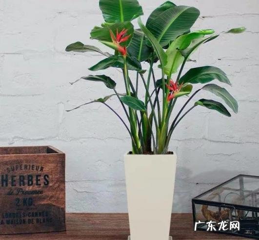 鱼骨令箭的繁殖 稀奇的盆栽植物