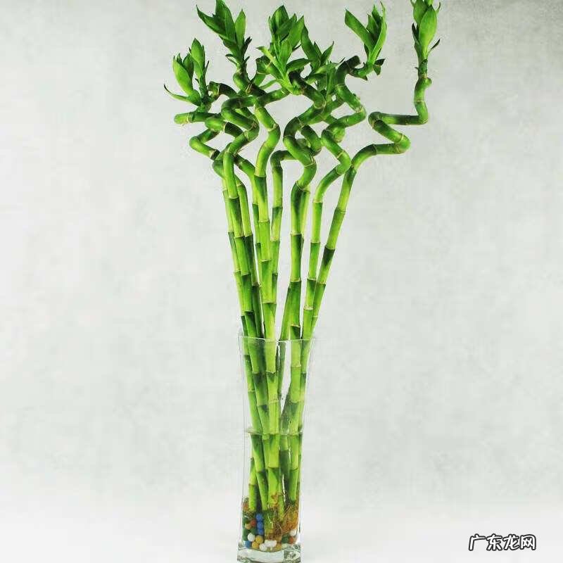 富贵竹放卧室好吗 富贵竹提升事业运风水