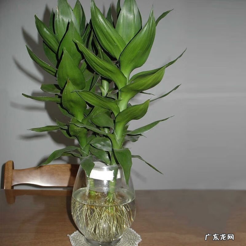 富贵竹放卧室好吗 富贵竹提升事业运风水