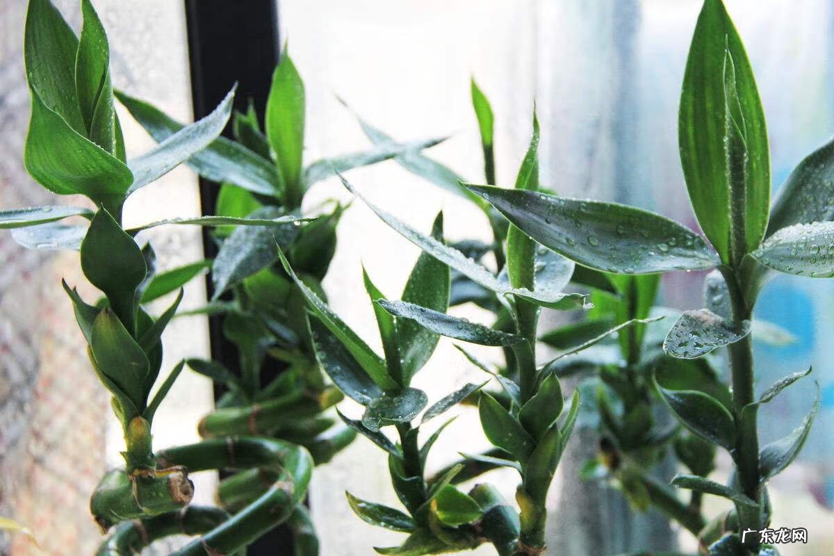 富贵竹放卧室好吗 富贵竹提升事业运风水