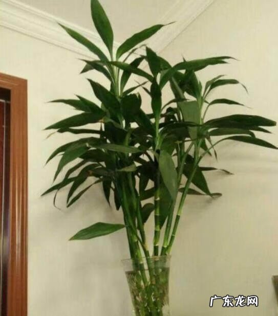 富贵竹放卧室好吗 富贵竹提升事业运风水