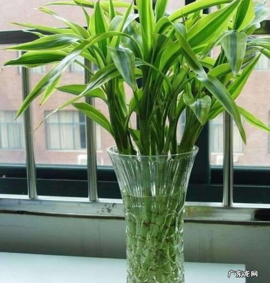 富贵竹放卧室好吗 富贵竹提升事业运风水
