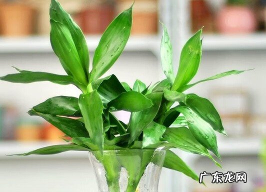 富贵竹放卧室好吗 富贵竹提升事业运风水