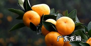 翠帐紫流苏 翠羽流苏的意思是什么