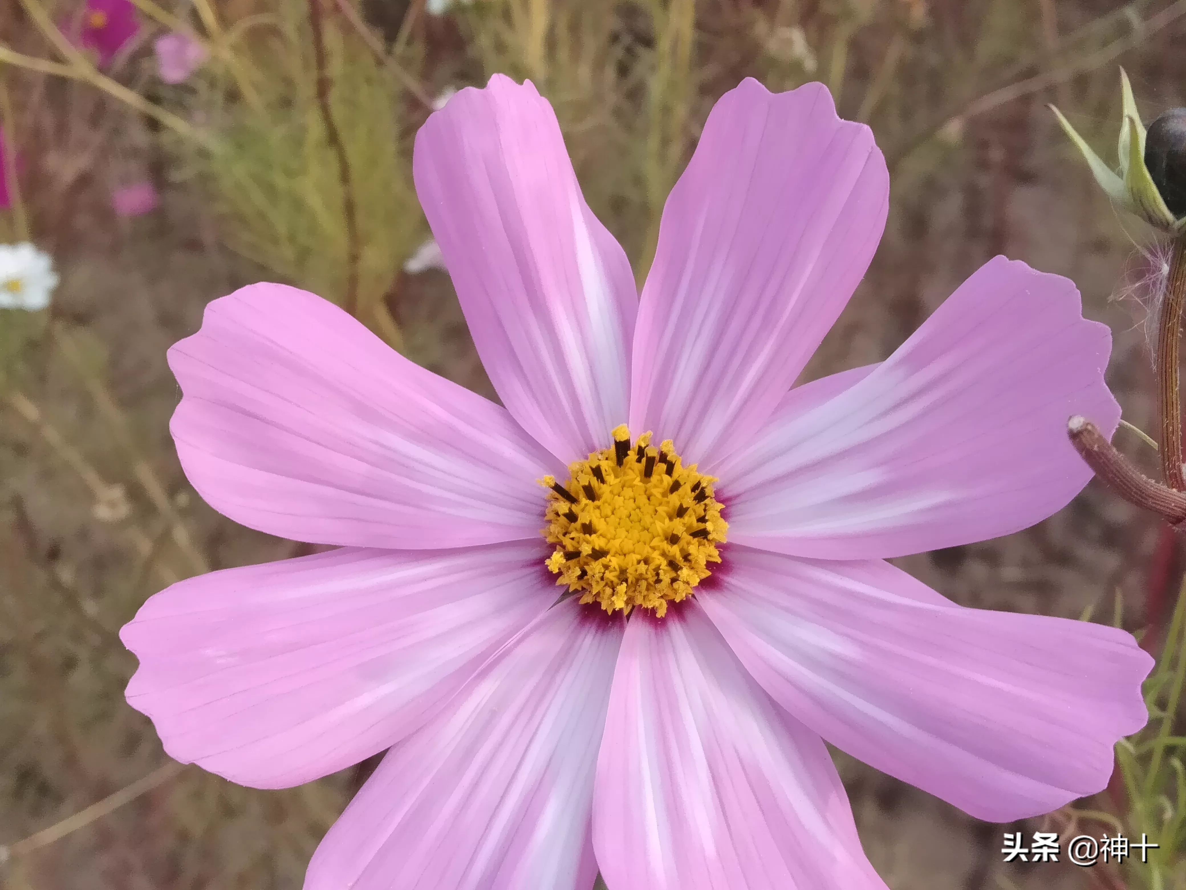 公司男女同事,中午经常一起吃饭,有时候订餐,有时候楼下食堂,有时候出去吃,给男同事夹菜是有好感吗?