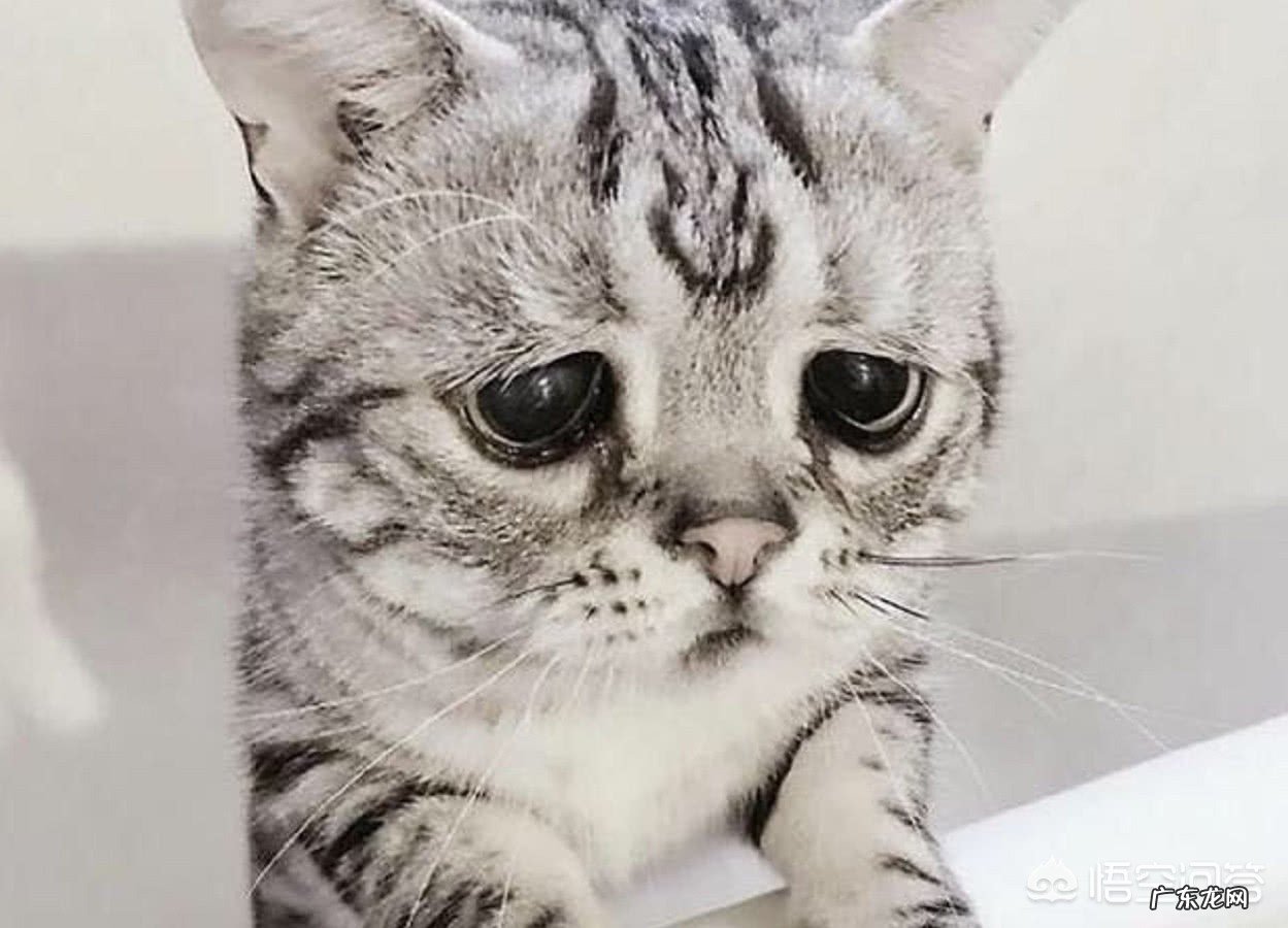 学前幼儿心理常见的问题都有什么呢?