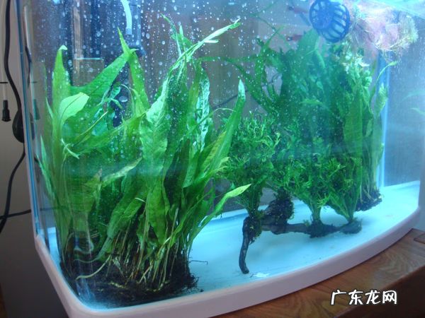 鱼缸里放塑料水草好吗 鱼缸里放什么水草最好