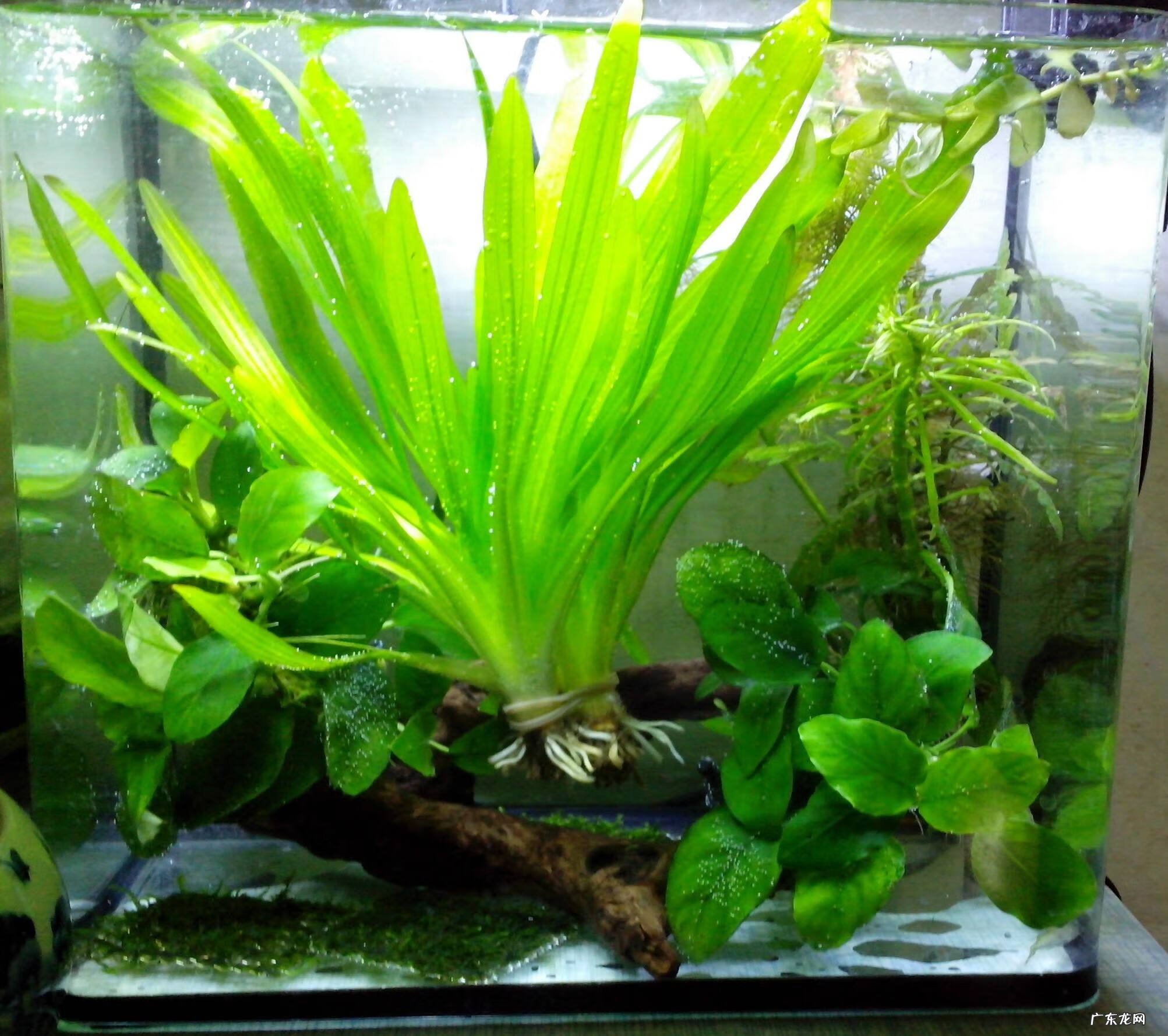 鱼缸里放塑料水草好吗 鱼缸里放什么水草最好