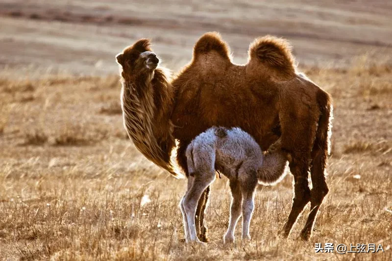 5吨重的大象都被吃,为什么很少有猛兽猎杀骆驼,它有什么保命绝招?-