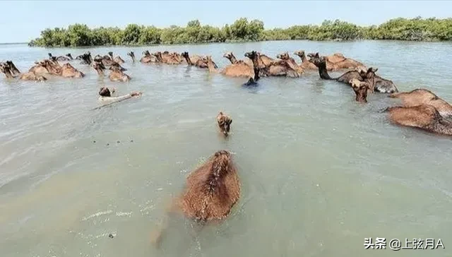 5吨重的大象都被吃,为什么很少有猛兽猎杀骆驼,它有什么保命绝招?-