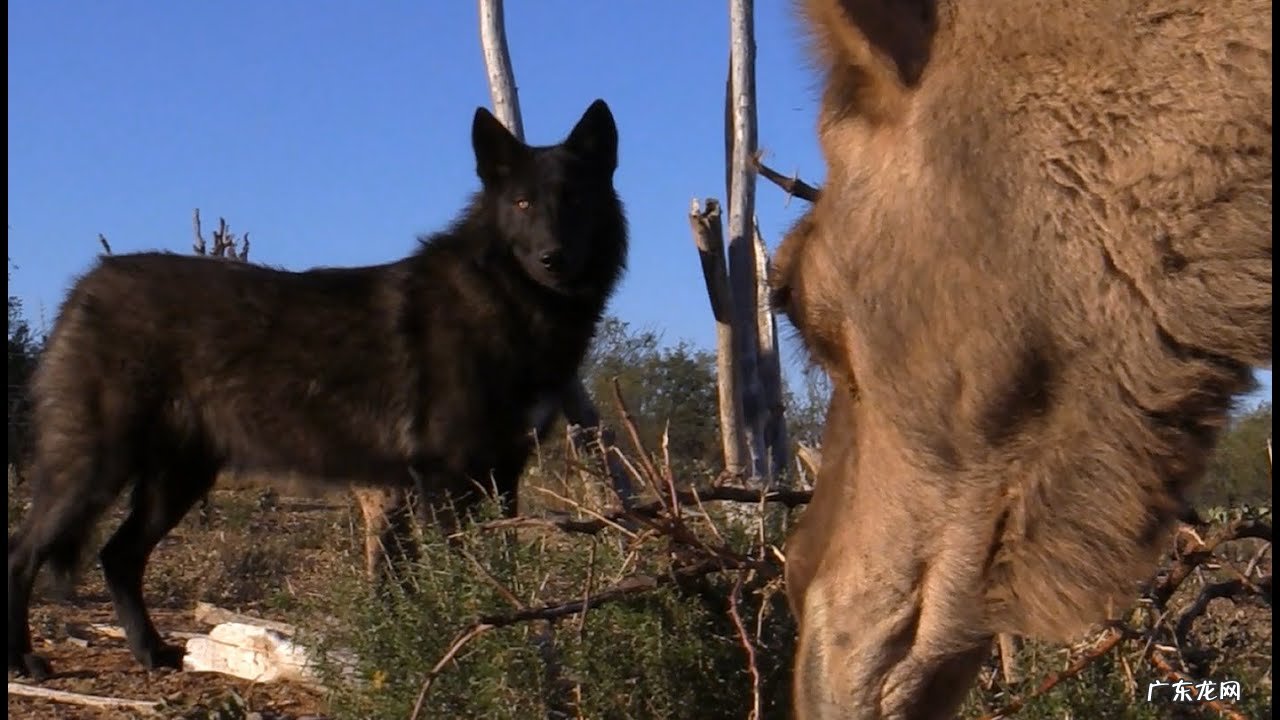 5吨重的大象都被吃,为什么很少有猛兽猎杀骆驼,它有什么保命绝招?-