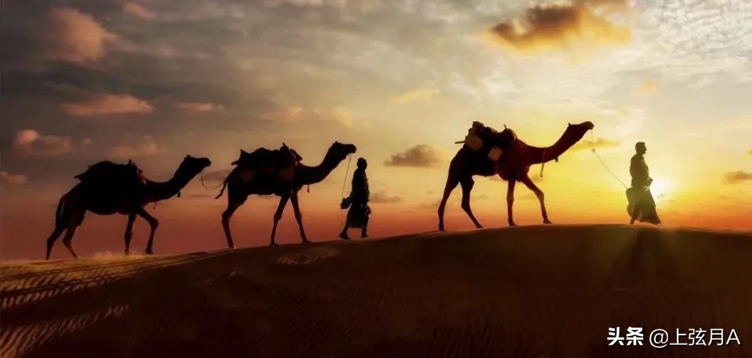 5吨重的大象都被吃,为什么很少有猛兽猎杀骆驼,它有什么保命绝招?-