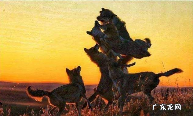 5吨重的大象都被吃，为什么很少有猛兽猎杀骆驼，它有什么保命绝招？-