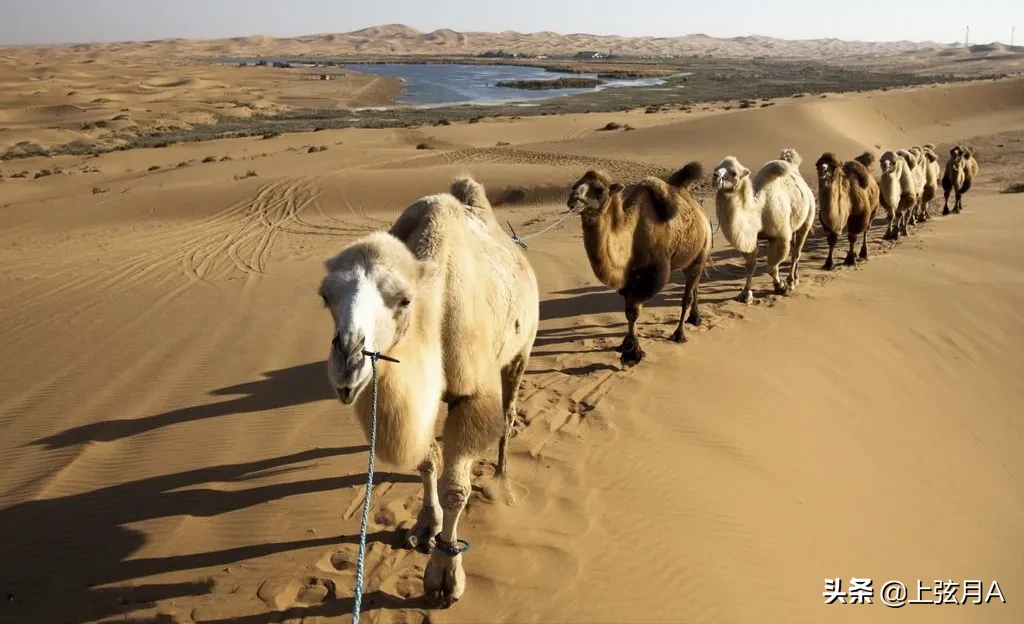 5吨重的大象都被吃,为什么很少有猛兽猎杀骆驼,它有什么保命绝招?-