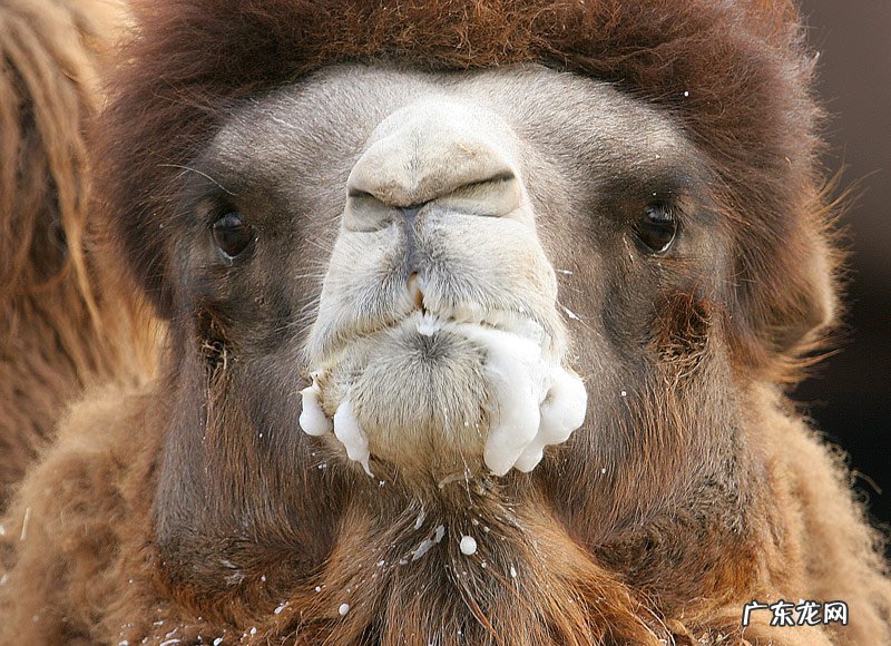 5吨重的大象都被吃，为什么很少有猛兽猎杀骆驼，它有什么保命绝招？-