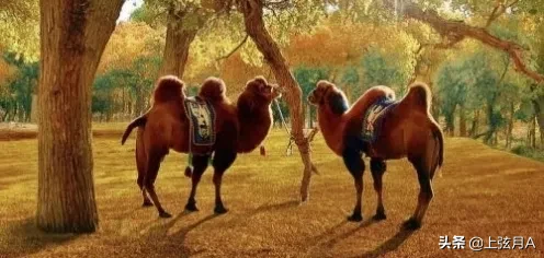 5吨重的大象都被吃,为什么很少有猛兽猎杀骆驼,它有什么保命绝招?-