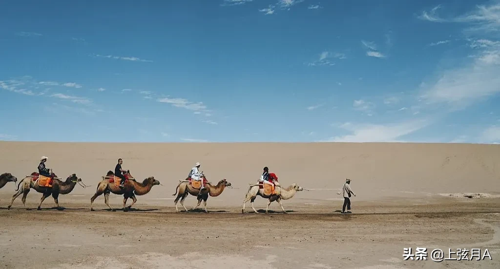 5吨重的大象都被吃，为什么很少有猛兽猎杀骆驼，它有什么保命绝招？-