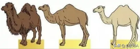 5吨重的大象都被吃,为什么很少有猛兽猎杀骆驼,它有什么保命绝招?-