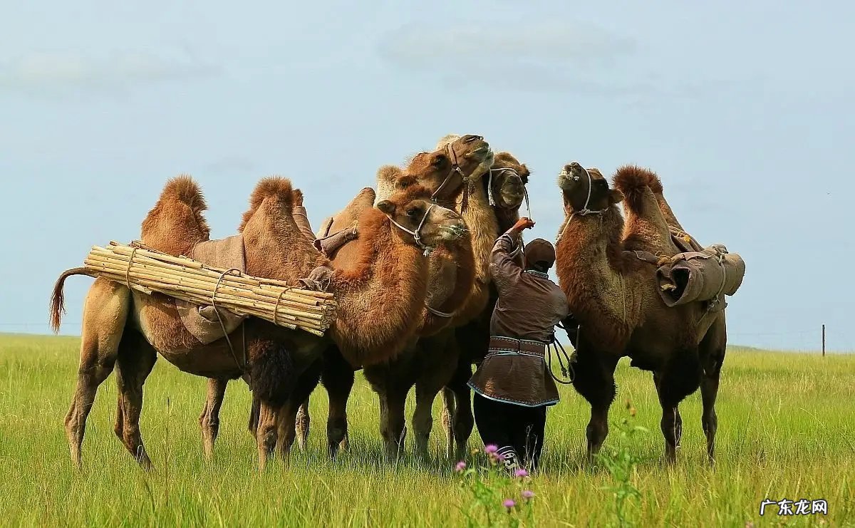 5吨重的大象都被吃，为什么很少有猛兽猎杀骆驼，它有什么保命绝招？-