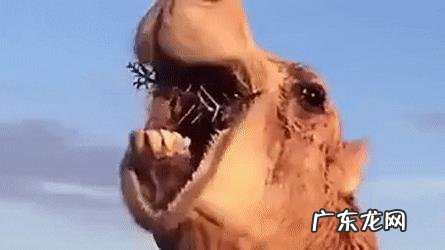 5吨重的大象都被吃，为什么很少有猛兽猎杀骆驼，它有什么保命绝招？-